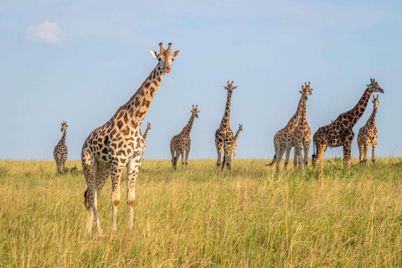 Zebula Boutique Hotel Mabula Game Reserve Екстериор снимка